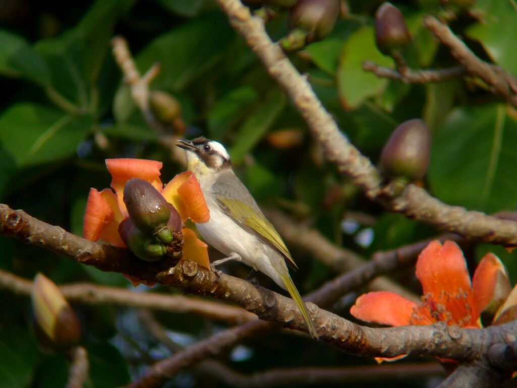 Bulbul de Chineadulte