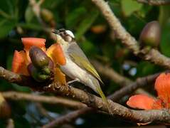 Light-vented Bulbul