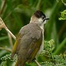 Bulbul de Taïwan
