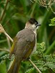 Bulbul de Taïwan