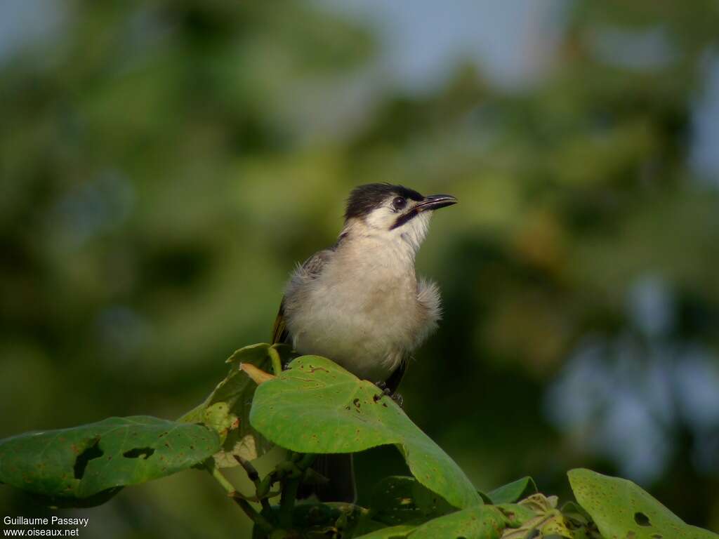 Bulbul de Taïwan