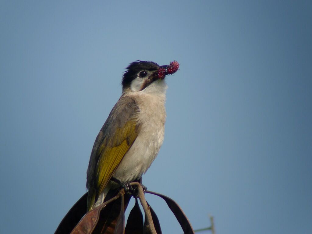 Bulbul de Taïwan