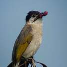 Bulbul de Taïwan