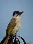 Bulbul de Taïwan