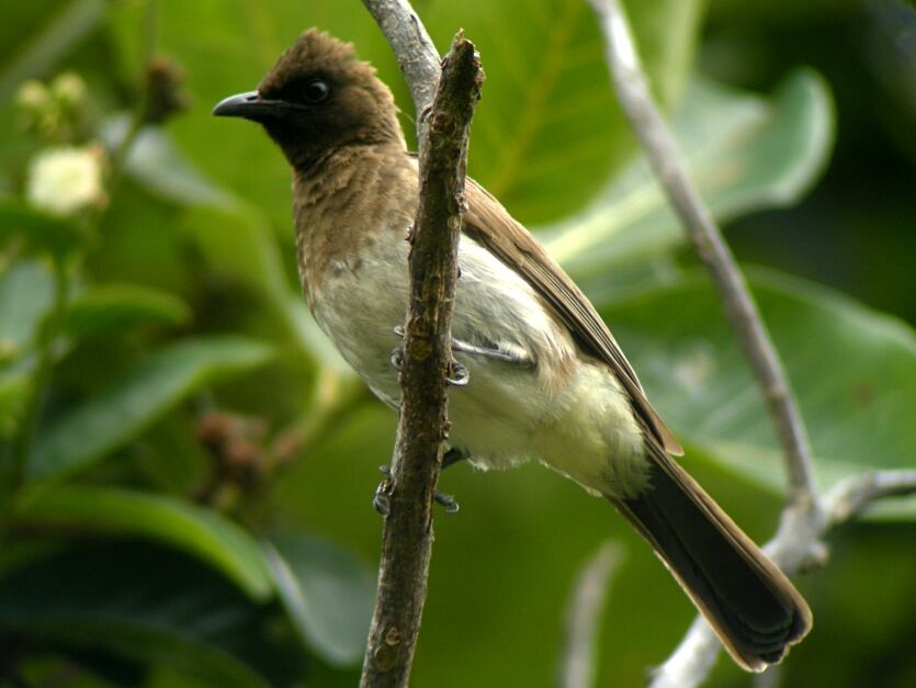 Bulbul des jardinsadulte nuptial, identification