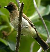 Common Bulbul