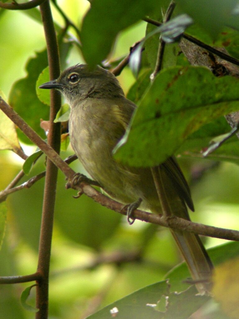 Bulbul gracileadulte, identification