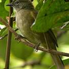 Bulbul gracile