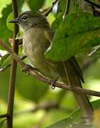 Little Grey Greenbul