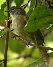 Bulbul gracile