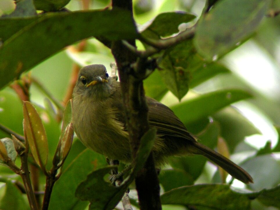 Bulbul gracile1ère année