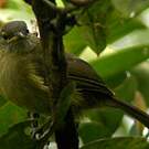 Bulbul gracile