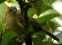 Bulbul gracile