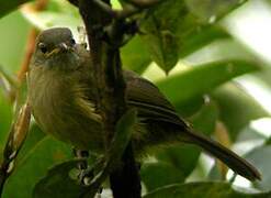 Little Grey Greenbul