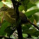 Bulbul gracile