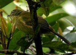 Little Grey Greenbul