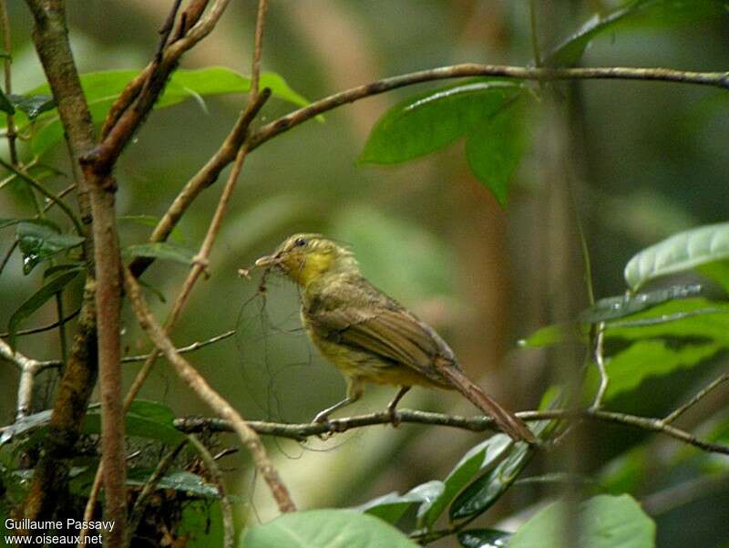 Bulbul ictérinadulte