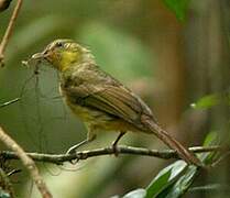 Icterine Greenbul