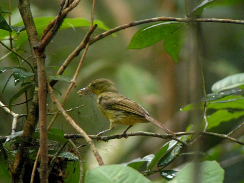 Bulbul ictérinadulte