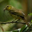Bulbul ictérin