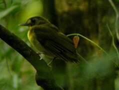 Yellow-lored Bristlebill