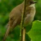 Bulbul modeste