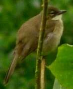 Simple Greenbul