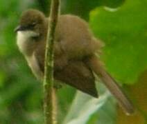 Simple Greenbul