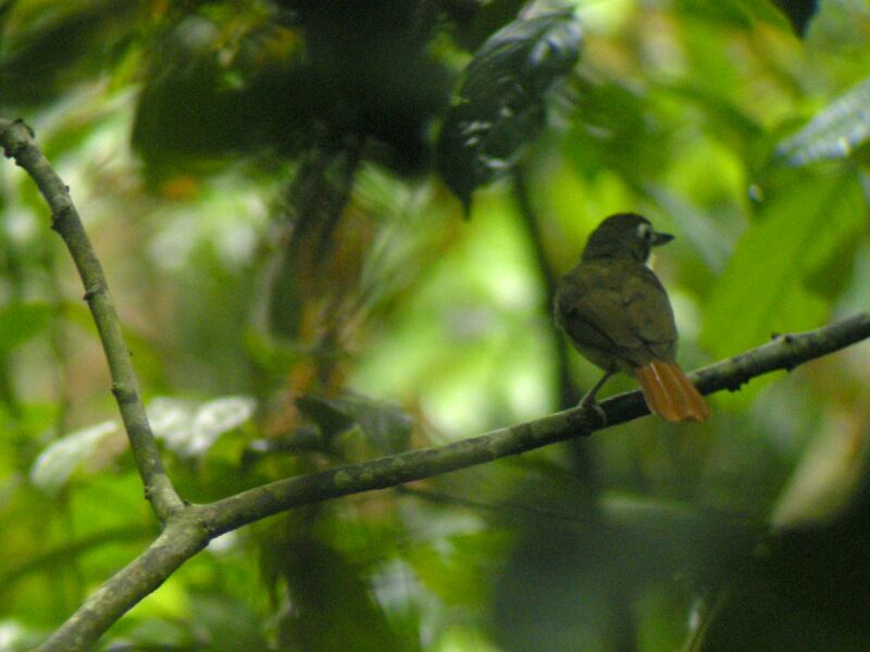 Red-tailed Bristlebilladult