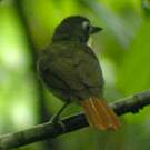 Bulbul moustac
