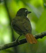 Red-tailed Bristlebill