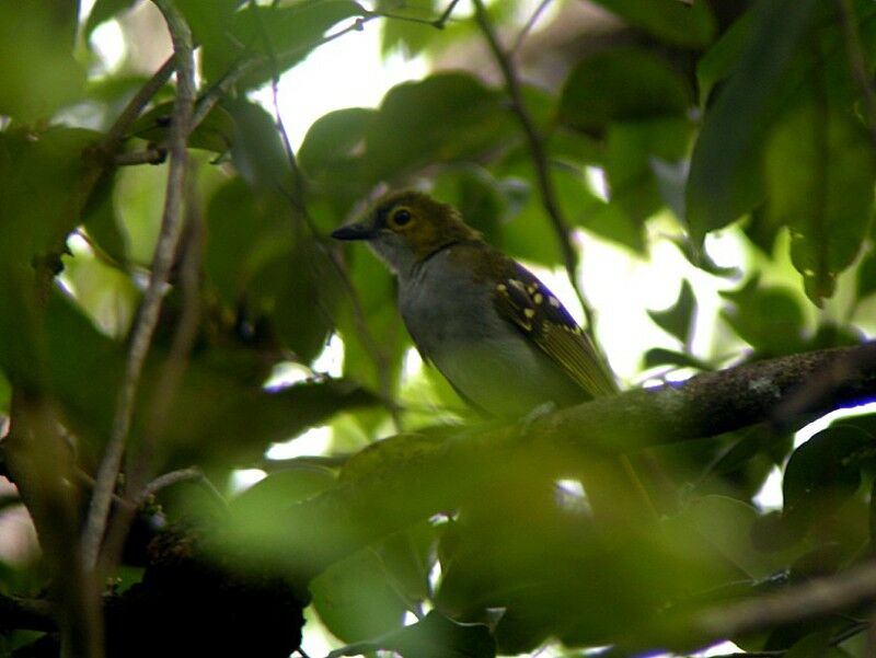 Bulbul nicator mâle adulte