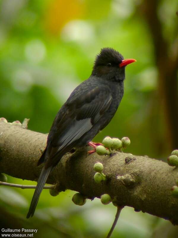 Black Bulbuladult, feeding habits