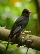 Bulbul noir