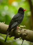 Black Bulbul