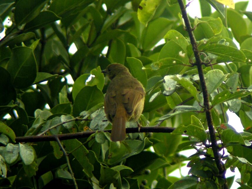 Bulbul verdâtreadulte