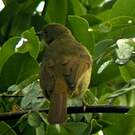 Bulbul verdâtre