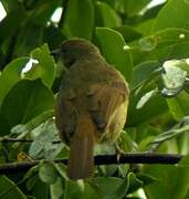 Little Greenbul