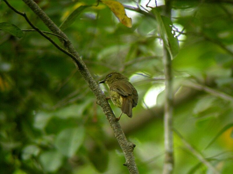 Little Greenbul