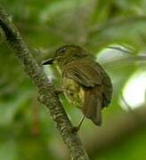 Little Greenbul