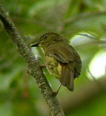 Bulbul verdâtre