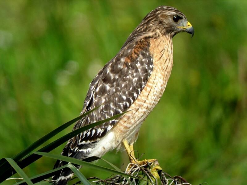 Red-shouldered Hawkadult