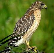 Red-shouldered Hawk