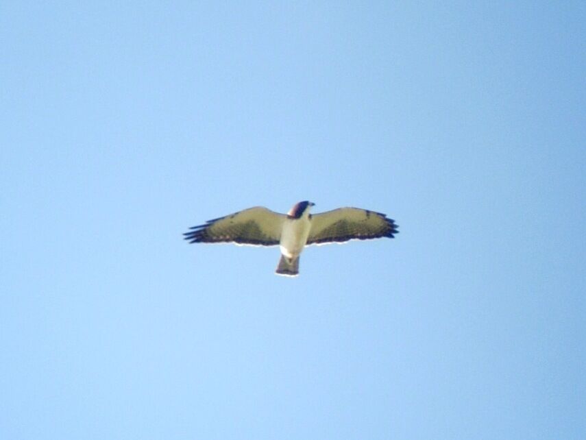 Short-tailed Hawkadult