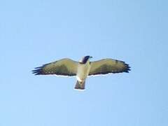 Short-tailed Hawk