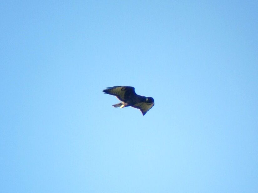 Short-tailed Hawkadult