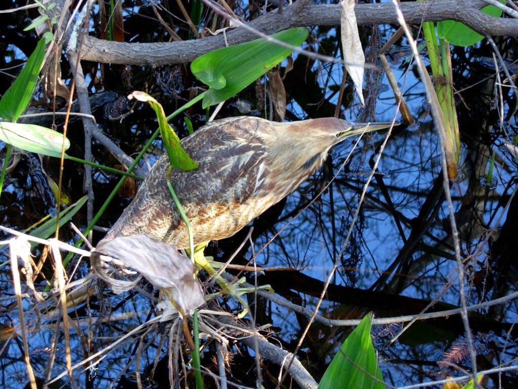 American Bittern