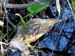 American Bittern