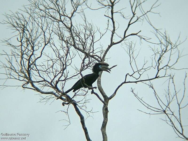 Black-casqued Hornbill male adult