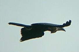 Black-casqued Hornbill